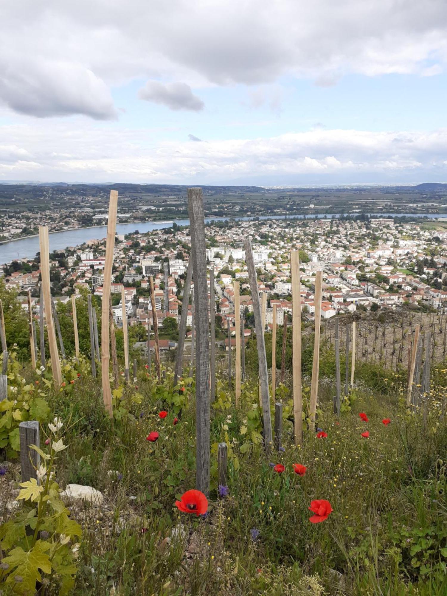 Gite Du Vigneron A La Terrasse Piscine Local Velos Tournon-sur-Rhone Buitenkant foto
